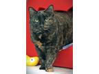 Adopt Olivia a Domestic Short Hair