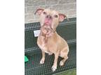 Adopt Nickey a Pit Bull Terrier, Mixed Breed