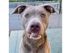 Adopt CHELSEA a Labrador Retriever, Pit Bull Terrier