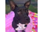 Adopt CASEY a Pit Bull Terrier