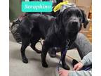 Adopt Seraphina a Labrador Retriever