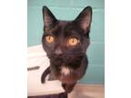 Adopt Maze a Domestic Short Hair