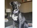 Adopt Lexi perfect house manners! a Labrador Retriever, Weimaraner