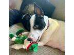 Adopt Bonnie a Rat Terrier, Mixed Breed