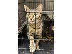 Adopt Vela a Domestic Short Hair