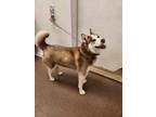 Adopt Scarlet a Husky, Mixed Breed