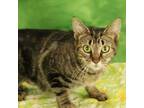 Adopt Roxanne a Domestic Short Hair