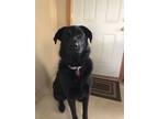 Adopt Roxie a Newfoundland Dog, German Shepherd Dog