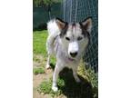 Adopt Toni a Husky