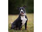 Adopt Bianca a American Staffordshire Terrier