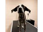 Adopt Tinker a Bluetick Coonhound, Australian Cattle Dog / Blue Heeler