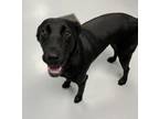 Adopt Jette a Labrador Retriever