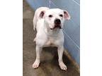 Adopt Mitzi Not available until 4/29 a Pit Bull Terrier, Mixed Breed