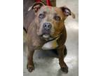 Adopt Roxie a Pit Bull Terrier, Mixed Breed
