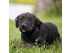 Adopt Waffles a Pit Bull Terrier, Shepherd