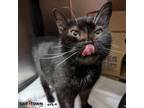 Adopt Salem a Domestic Short Hair