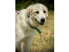 Adopt Hope a Great Pyrenees