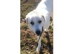 Adopt Hope a Great Pyrenees