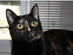 Adopt Coral a Domestic Short Hair