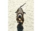 Adopt Chaveen (Baby Girl) a Pit Bull Terrier, Mixed Breed