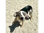 Adopt Sophie a Catahoula Leopard Dog, Mixed Breed