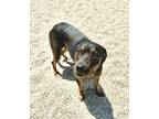 Adopt Bella Lou (Sophie) a Catahoula Leopard Dog, Mixed Breed
