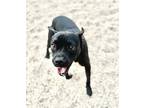 Adopt June a Pit Bull Terrier, Mixed Breed