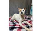 Adopt Mary Kate a Terrier