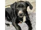 Adopt Murray a Black Labrador Retriever