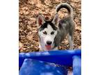 Adopt 43012 - Aspyn a Husky