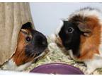 Adopt 42873 & 42874 - Jade and Armani a Guinea Pig