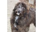 Adopt 43005 - Tammy a Bernese Mountain Dog, Poodle