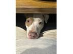 Adopt Bella a Pit Bull Terrier