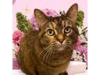 Adopt Louise a Domestic Short Hair