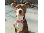 Adopt Millie a American Staffordshire Terrier