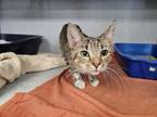 Adopt Blossom a Domestic Short Hair