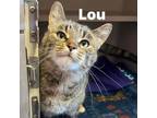 Adopt Lou 240282 a Domestic Short Hair