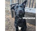 Adopt Marianna 240305 a Mixed Breed