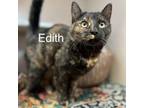 Adopt Edith 240279 a Domestic Short Hair