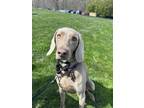 Adopt Echo a Weimaraner