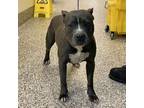 Adopt Rylie a Pit Bull Terrier, Mixed Breed
