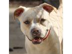 Adopt Manila a Pit Bull Terrier, Mixed Breed