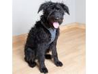 Adopt Flute D14880 a Standard Poodle, Mixed Breed