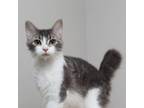 Adopt Patootie C15247 a Domestic Short Hair