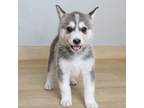 Adopt Wolfie D16079 a Husky, Shepherd