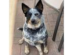 Adopt Wobbles^ D15825 a Australian Cattle Dog / Blue Heeler