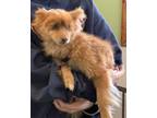 Adopt Chica a Pomeranian