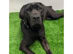 Adopt Valerie a Mixed Breed, Black Labrador Retriever
