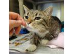 Adopt Bella a Domestic Short Hair