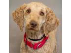 Adopt PRUDENCE a Poodle